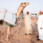 The deep bond camels share with their owners